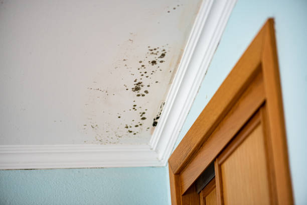 Best Crawl Space Mold Removal  in Turpin Hills, OH