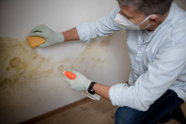 Best Certified Mold Removal  in Turpin Hills, OH