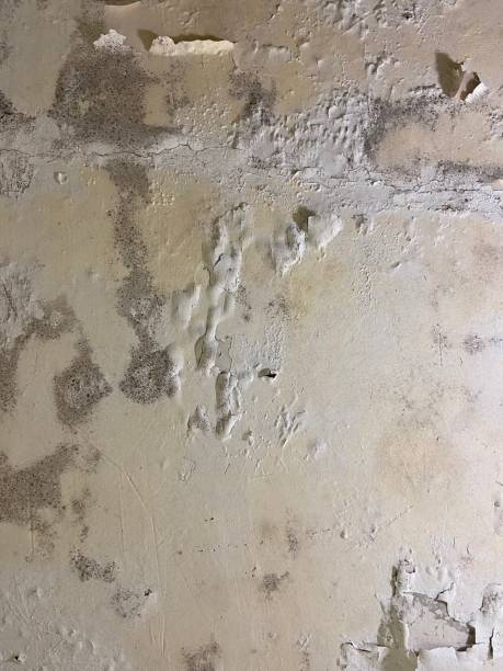Best Local Mold Removal Service  in Turpin Hills, OH