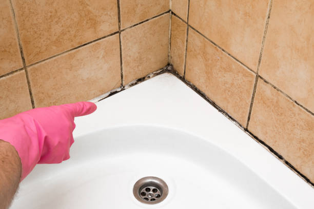 Best Black Mold Removal  in Turpin Hills, OH